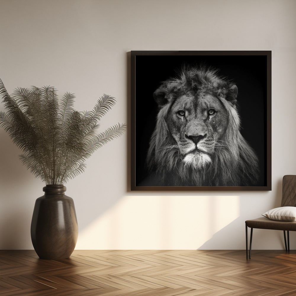 Wandbild Leinwanddruck Junger männlicher Löwe
