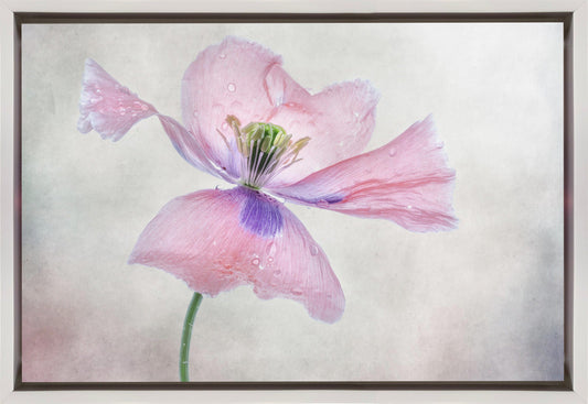 Pastellmohn