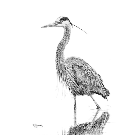 Heron NO 2 - Black and white - Blue Heron in water - art print