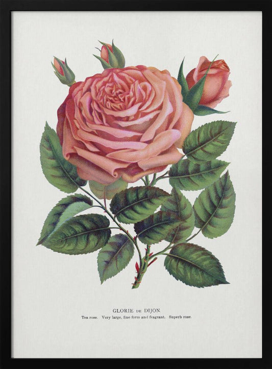 Pinke Rose, Glorie De Dijon Lithographie