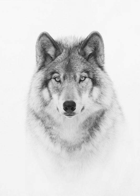 Porträt eines Timberwolfs