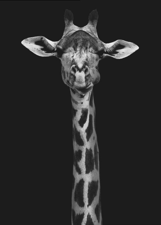 Wandbild Giraffenporträt
