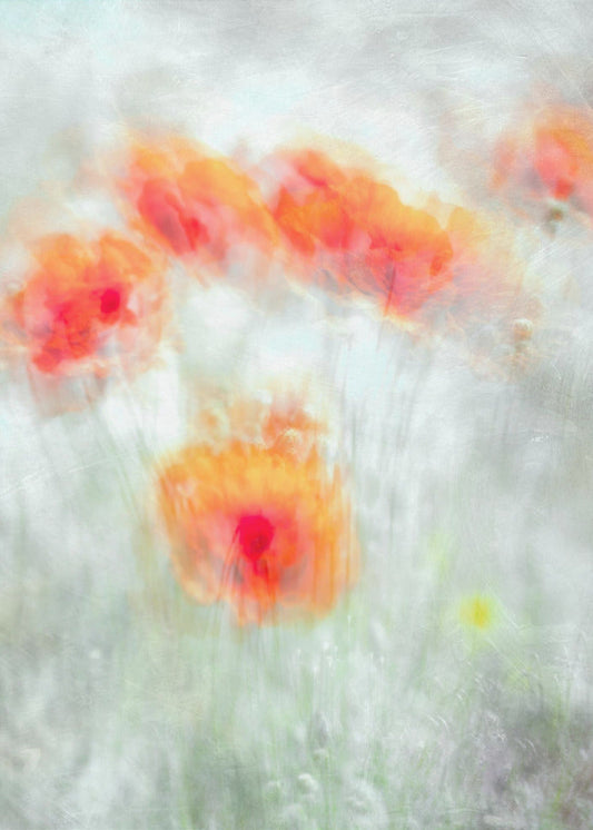 Rote Kornblumen