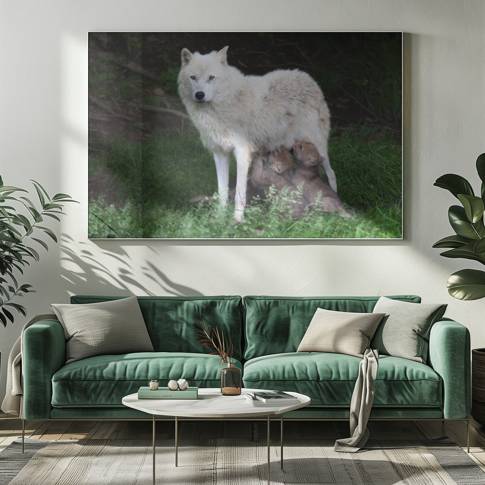 Wandbild Arktische Wölfe – Remus und Romulus