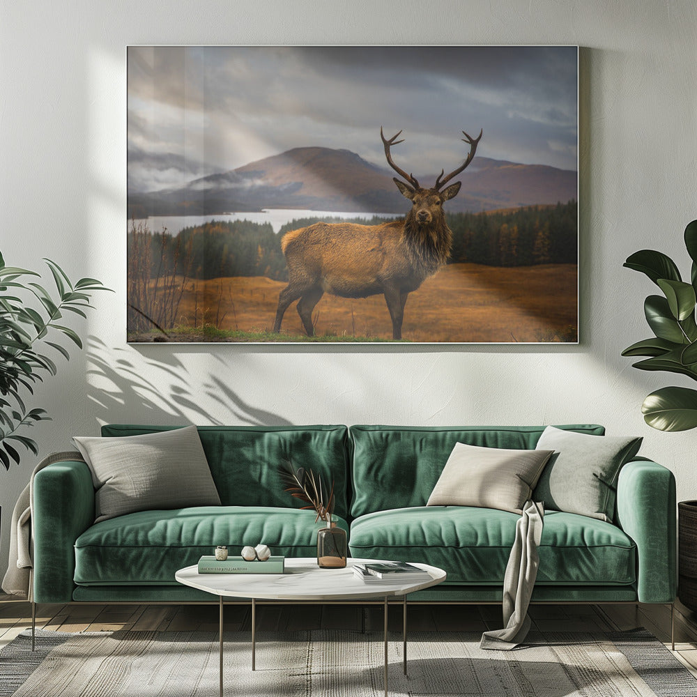 Scottish Stag