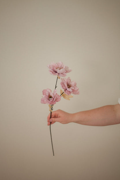 Wildpfingstrose