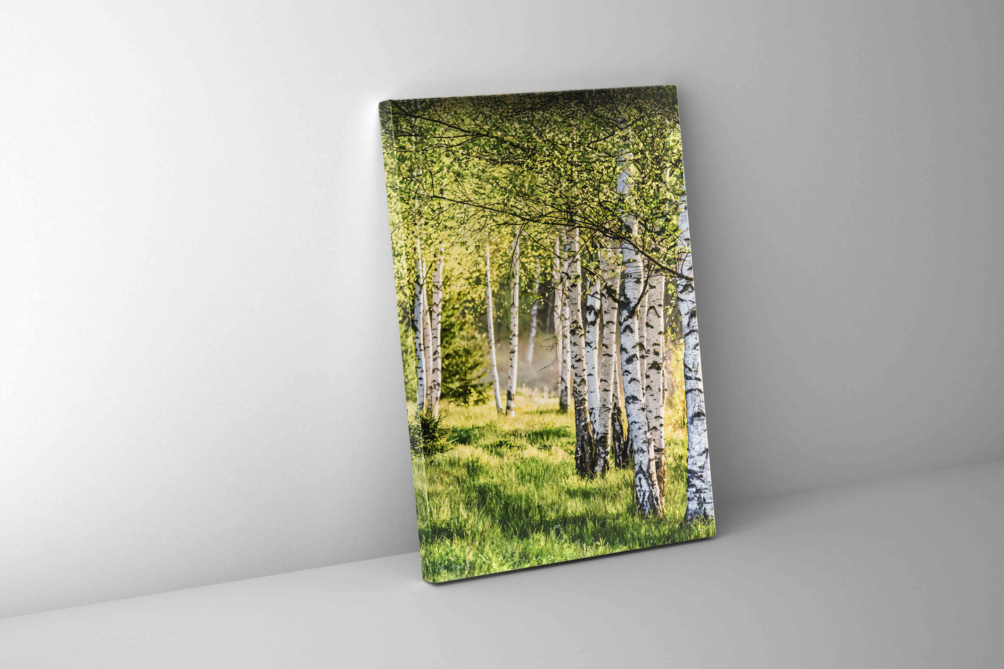 Wandbild Birken Fine Art Leinwanddruck.
