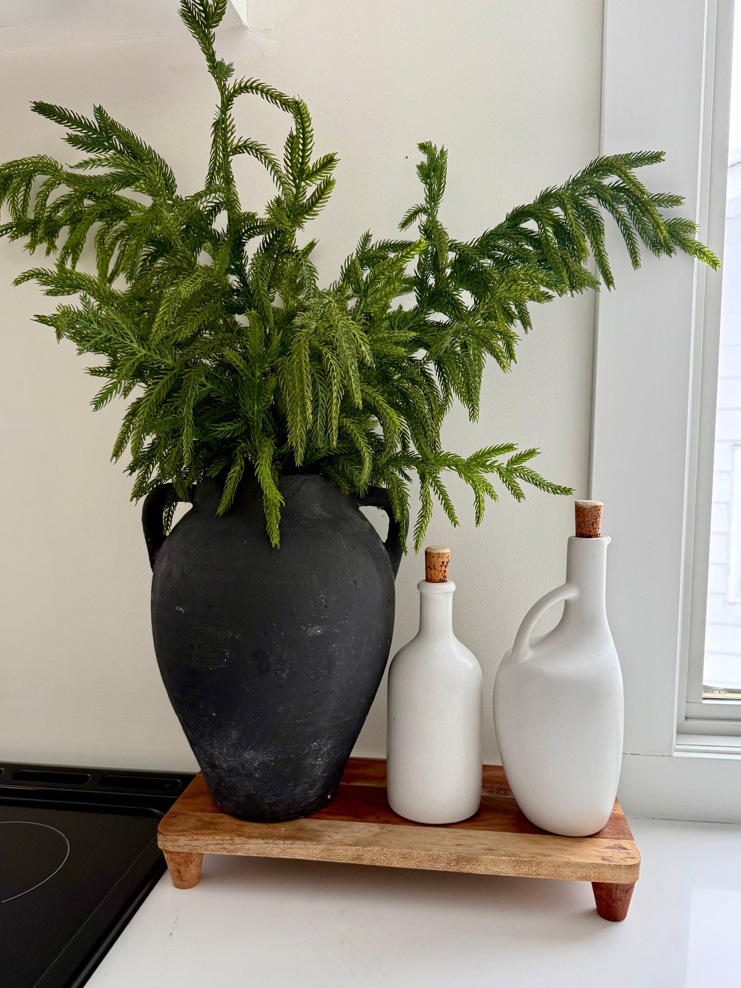 Norfolk Pine Branch