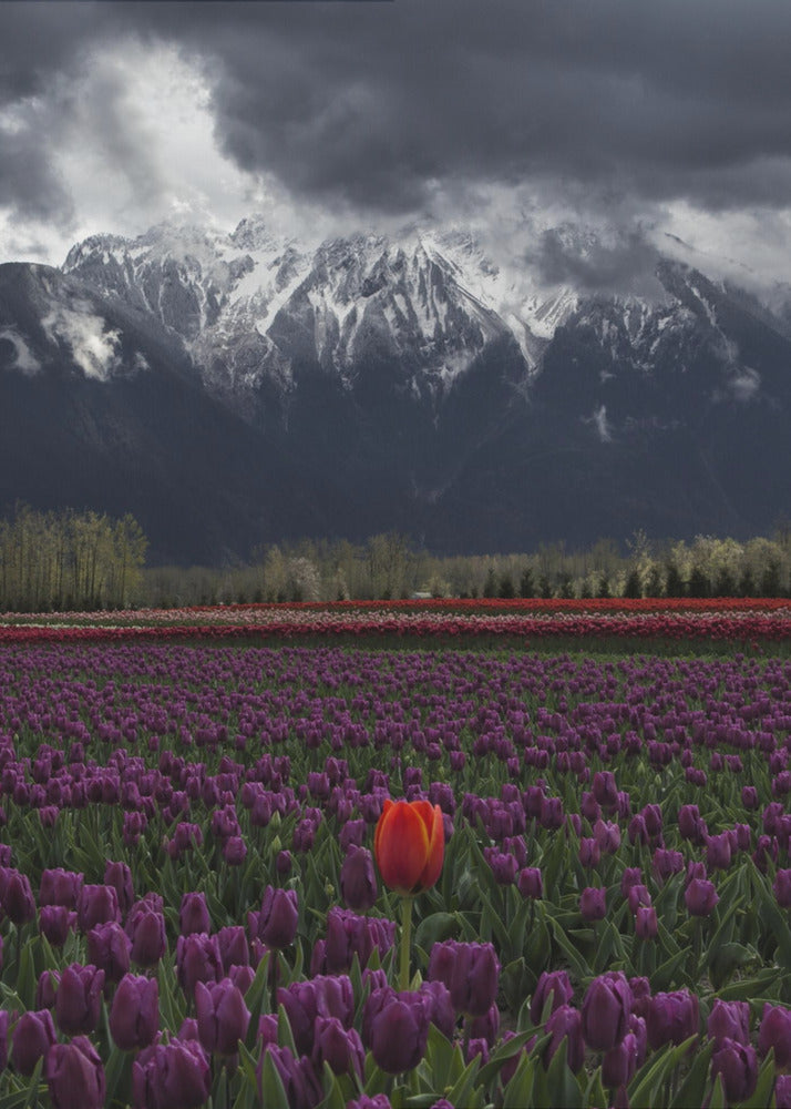 Wandkunst Tulpe in Vancouver, Kanada