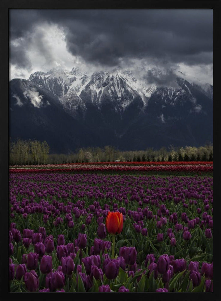 Wandkunst Tulpe in Vancouver, Kanada