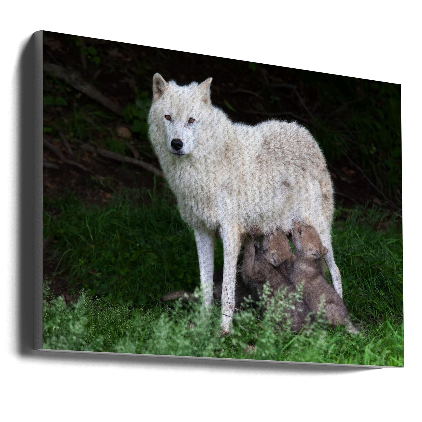 Wandbild Arktische Wölfe – Remus und Romulus