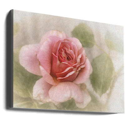 Wandbild glatte Rose