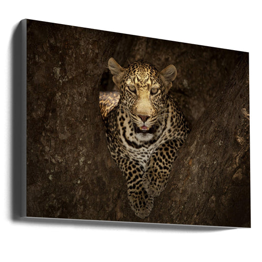 Wall art Leopard Resting on a Tree at Masai Mara