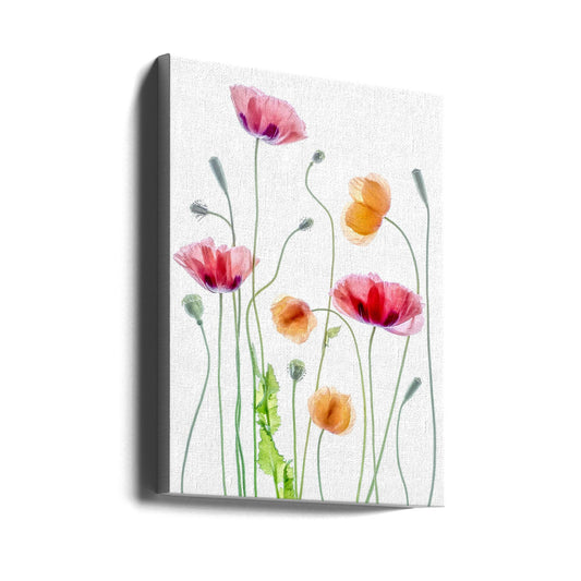 Wandbild Poppies1