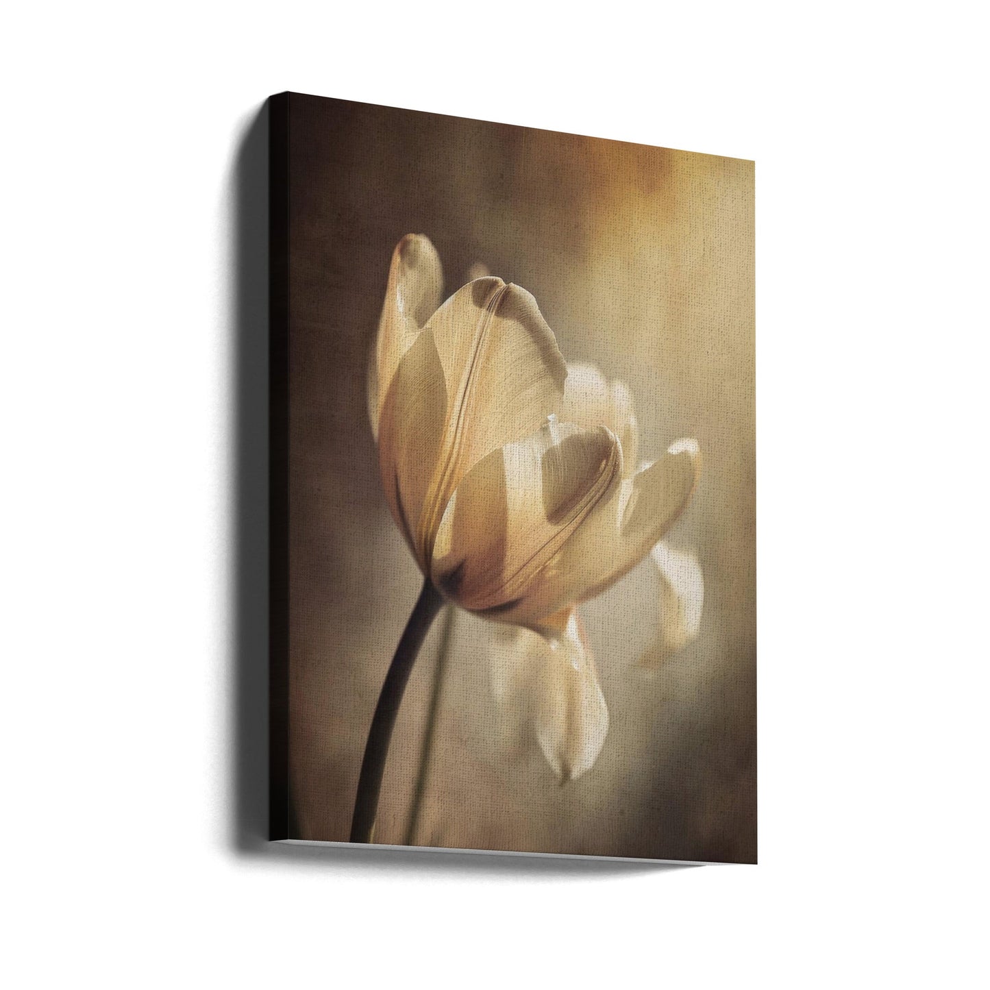 Wandbild Pastelltulpe