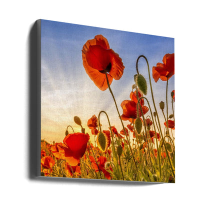 Wandbild Faszination Mohn