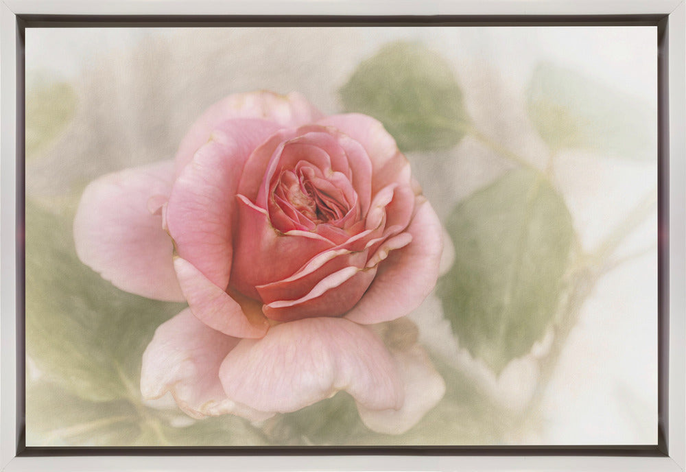 Wandbild glatte Rose