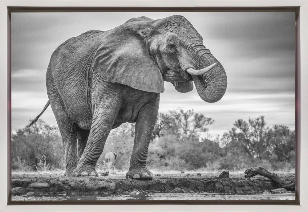 Wandbild Stehend Stolz. Elefant