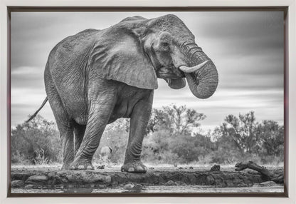 Wandbild Stehend Stolz. Elefant