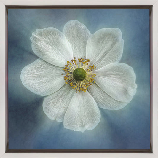 Wandbild Princes Anne-Mone