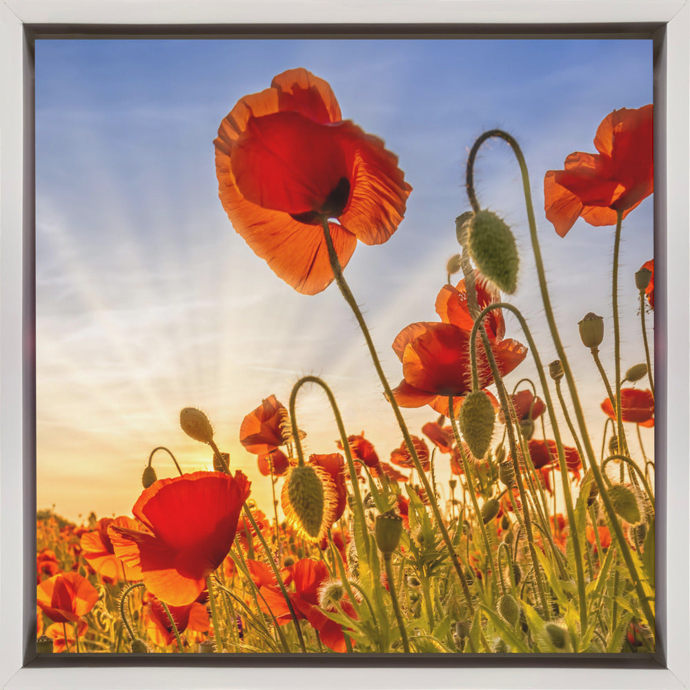 Wandbild Faszination Mohn