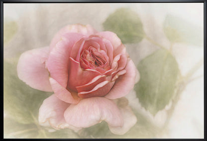 Wandbild glatte Rose