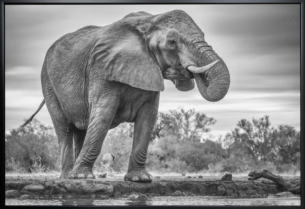 Wandbild Stehend Stolz. Elefant