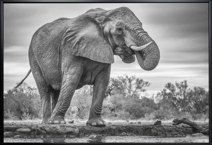 Wandbild Stehend Stolz. Elefant