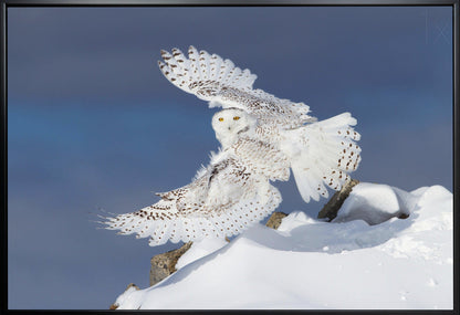 Wandbild Schnee-Eule im Flug