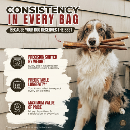6 Inch Monster Braided Bully Stick