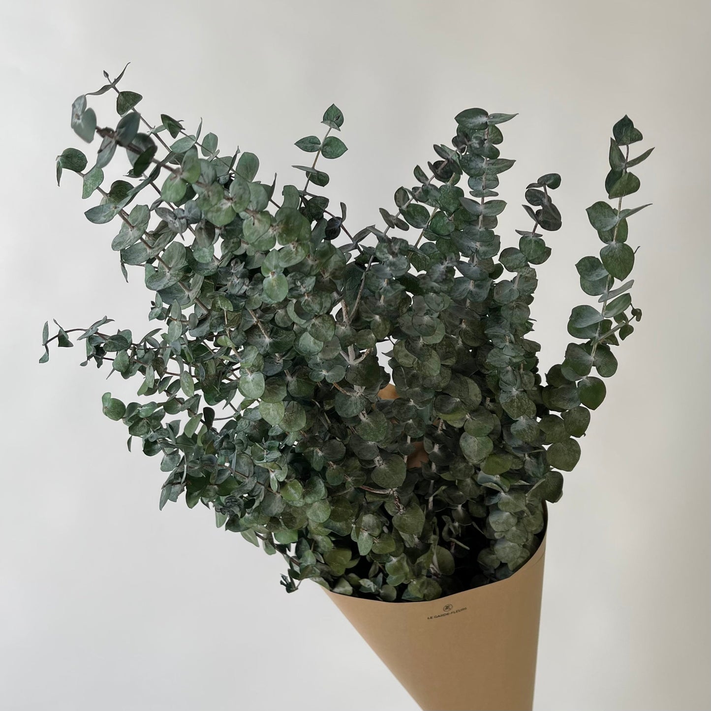 Eukalyptus