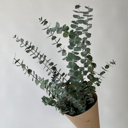 Eukalyptus