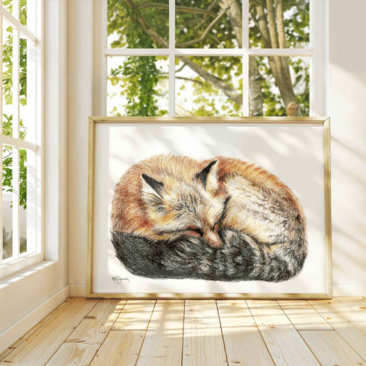 Fox sleeping - curled into a ball -  Colored  animal art print