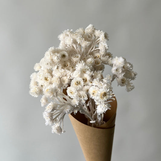 Helichrysums blancs