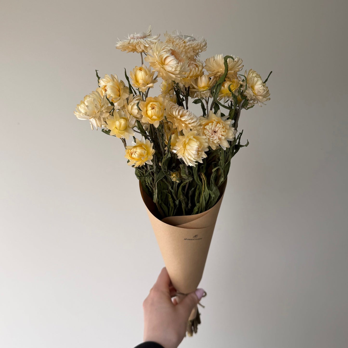 Weiße Strohblumen