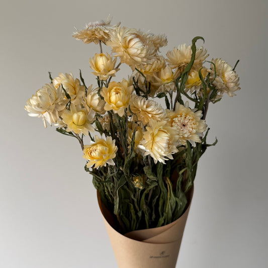 Immortelles blanches