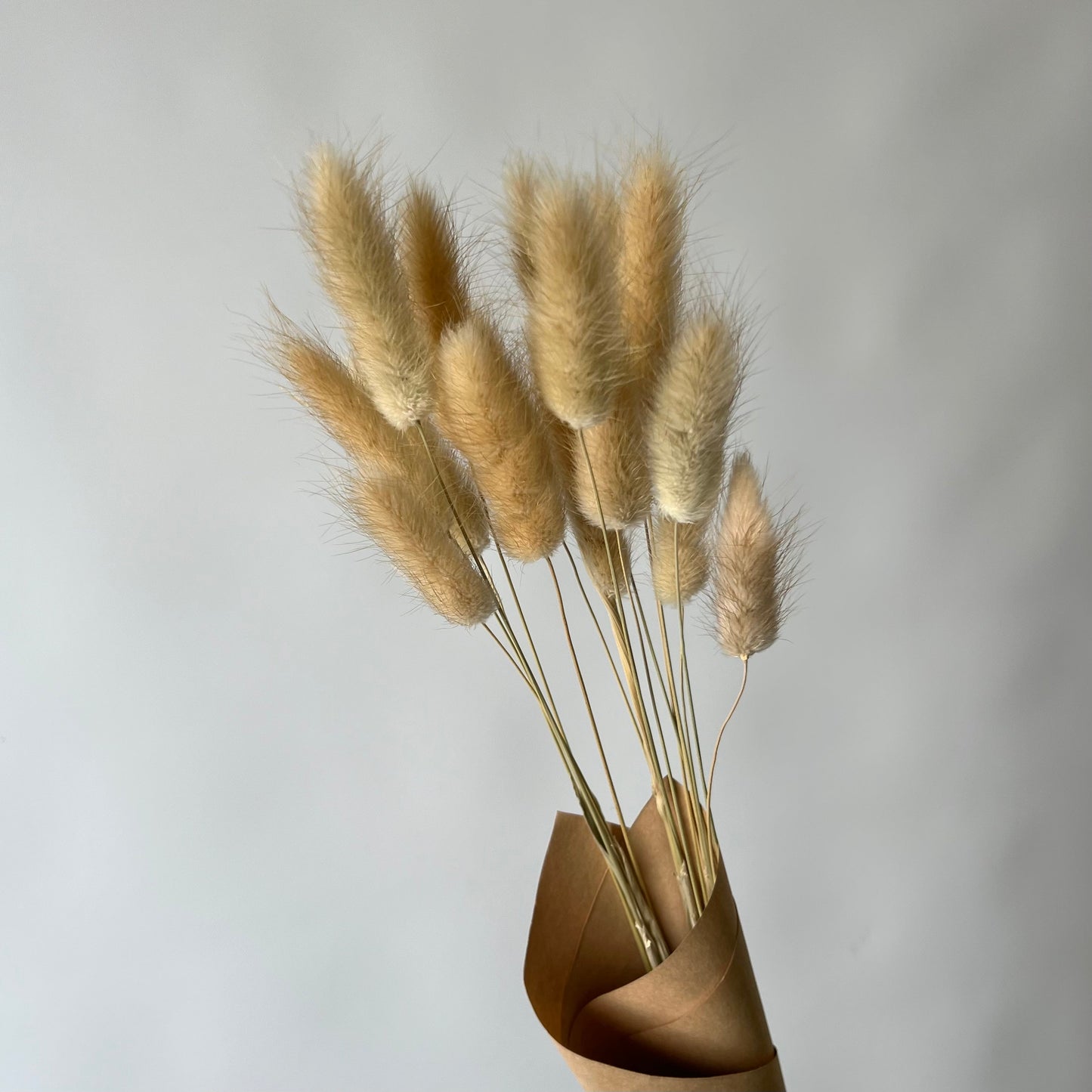 ラグラス（ドライフラワー）