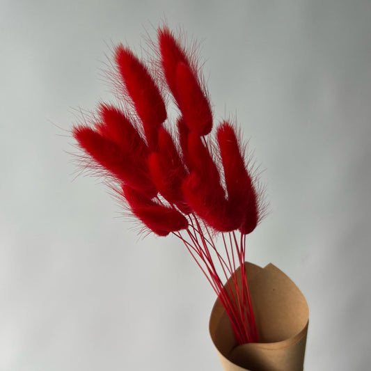 Lagurus rouges