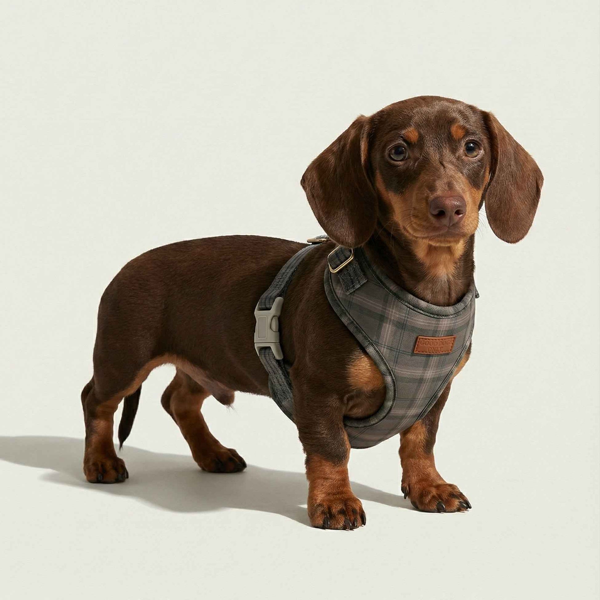 Plaid Harness
