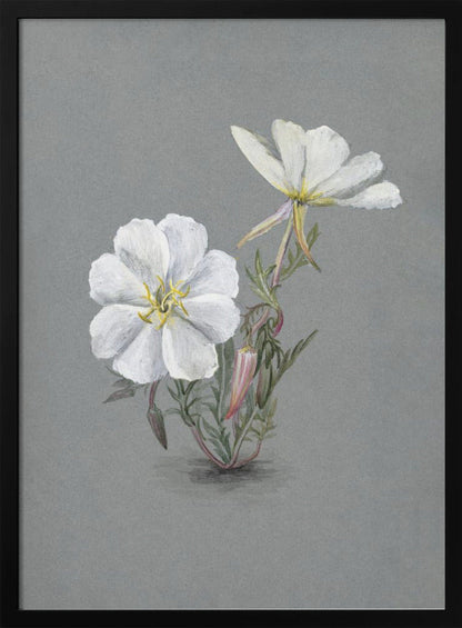 Wandkunst Riesen-Sumpf-Stendelwurz (1880)