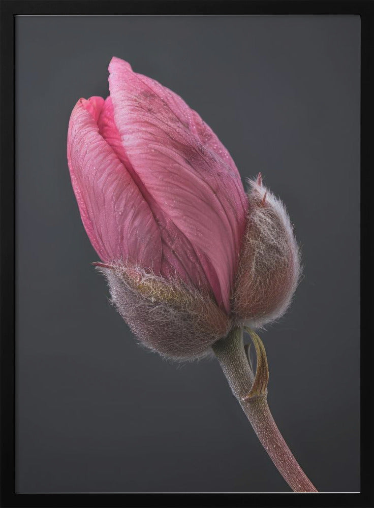 Wandbild Rosa Tulpe 1