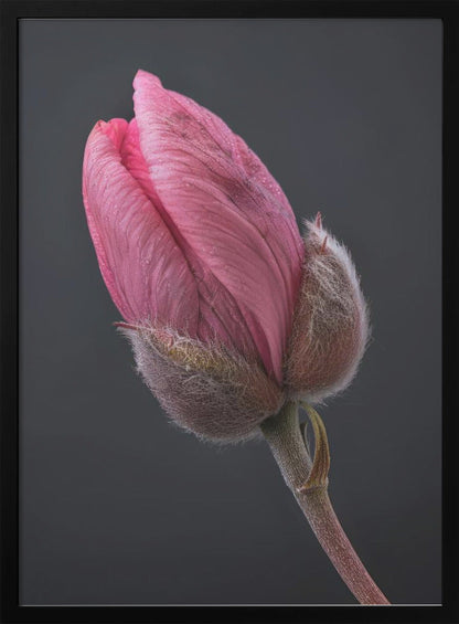 Wandbild Rosa Tulpe 1