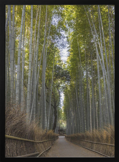 Wandbild Mächtiger Bambuswald von Arashiyama