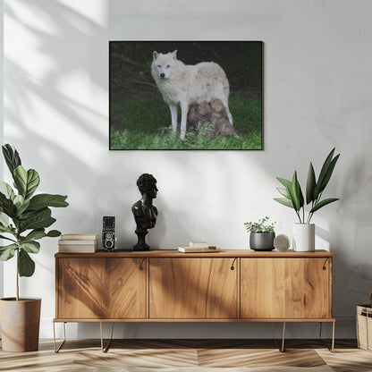 Wandbild Arktische Wölfe – Remus und Romulus
