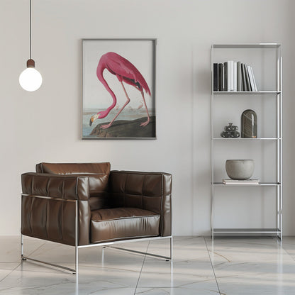 Rosa Flamingo II aus Die Vögel Amerikas (1827)