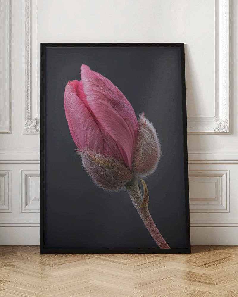 Wandbild Rosa Tulpe 1