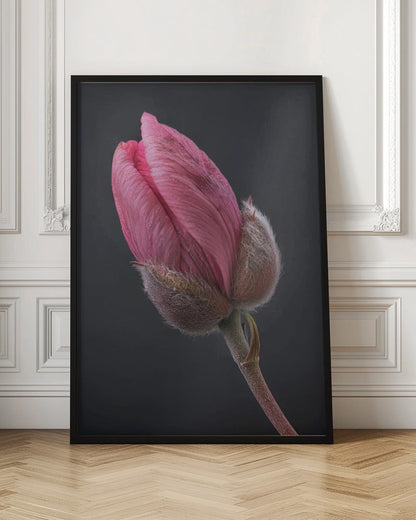 Wandbild Rosa Tulpe 1