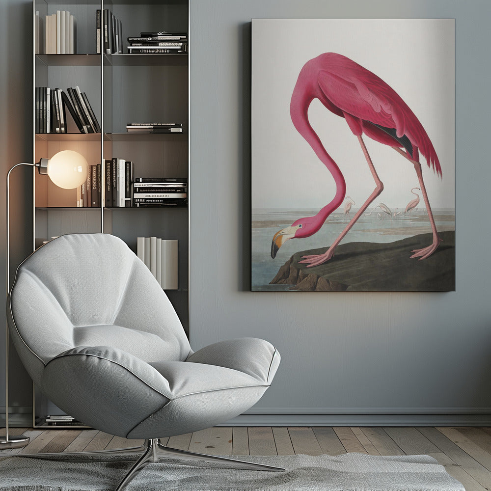Rosa Flamingo II aus Die Vögel Amerikas (1827)