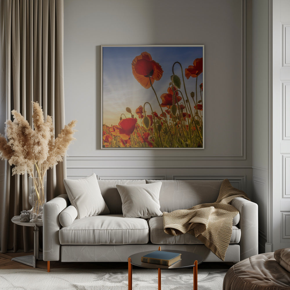 Wandbild Faszination Mohn