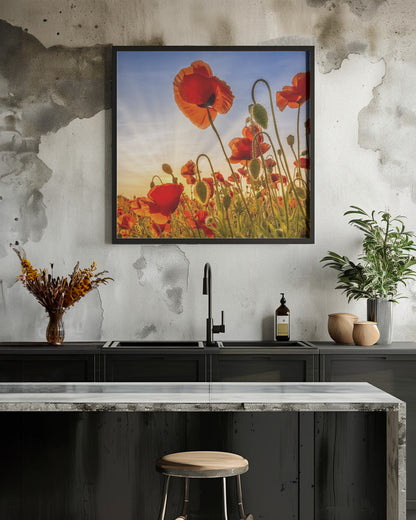 Wandbild Faszination Mohn